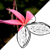 Transformation d'une image en couleur vers le monochrome